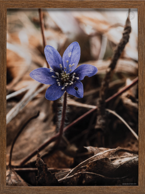 Blåsippa 2025 - 30x40CM trä