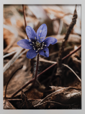 Blåsippa 2025 - 30x40CM vit