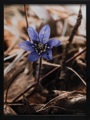 Blåsippa 2025 – 30x40CM svart